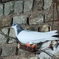 کبوتر شصتی کبود ماده|پرنده|اسفرورین, |دیوار