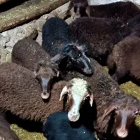 تعدادی بره