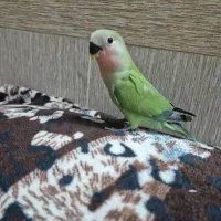 کوتوله ۴۰ روزه