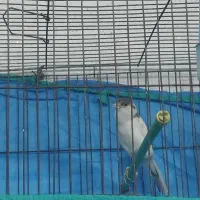 قناری نرمست