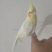 عروس هلندی ماده پر ریز کرده