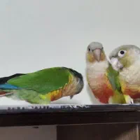 طوطی گرینچیک