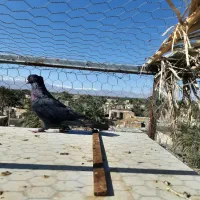 کبوتر|پرنده|بم, |دیوار