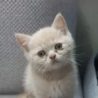 گربه نژاد اسکاتیش پرشین