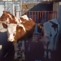 6راس عروسک سیمینتال|حیوانات مزرعه|آزادشهر, |دیوار