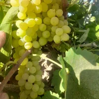 انگور کشمشی جهت کشمش و شیره