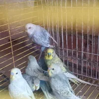 هشتا مرغ عشق اسپنگل|پرنده|خان ببین, |دیوار