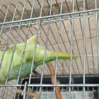 طوطی ملنگو نر ۱۷ماهه