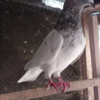 کبوتر پرشی|پرنده|رشت, یخسازی|دیوار