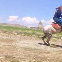 مادیون ۴ سال فوق‌العاده سواریدارو دمگیر|اسب و تجهیزات اسب‌سواری|تهران, سعادت‌آباد|دیوار