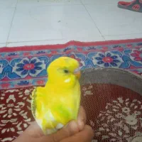 تعدادی مرغ عشق جوجه سرحال وزیبا ودستی|پرنده|بروجرد, |دیوار