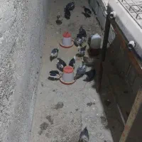 جوجه