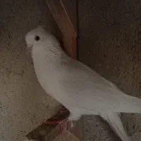 کبوتر|پرنده|شیراز, آزادگان|دیوار