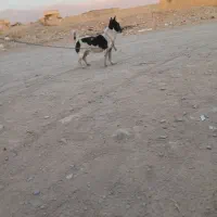 پاپی|سگ|نیشابور, خط کاشمر|دیوار