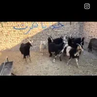 بز بزغاله بره میش قوچ