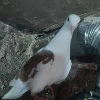 کبوترگرفتنی