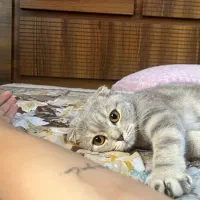 گربه اسکاتیش بلو|گربه|شیراز, فرگاز|دیوار