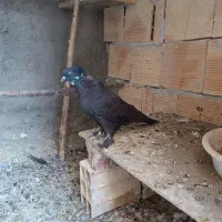 کبوتر پرشی عالی|پرنده|مهاباد (آذربایجان غربی), |دیوار