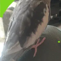 گمشده|حیوانات|مهاباد (آذربایجان غربی), |دیوار