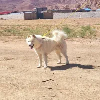 سگ هاسکی یک جفت