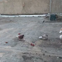 کبوتر پرشی۱۵۰|پرنده|خوی, |دیوار