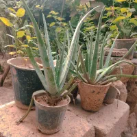 گیاه آلوورا|گل و گیاه طبیعی|مسجد سلیمان, |دیوار