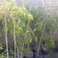 فروش تعدادی درخت بدلیل جابه جایی