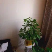 گل طبیعی|گل و گیاه طبیعی|تهران, بیسیم|دیوار