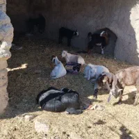 بز دورگ|حیوانات مزرعه|خاش, |دیوار