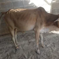 نرگاو بزرگ برای کشتار چاق و تمیز سرحال|حیوانات مزرعه|سیریک, |دیوار