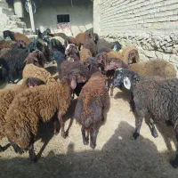 آگهی فروش 40راس بره