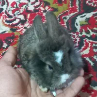 خرگوش لوپی