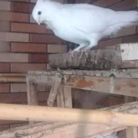 کبوتر زینتی کاکلی