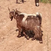 بز ابستن|حیوانات مزرعه|شیراز, آبیاری|دیوار