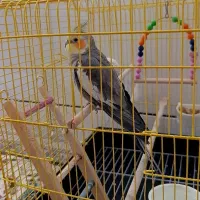 عروس هلندی|پرنده|کاشان, مشکات|دیوار