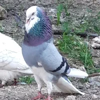 نروماده شازده سبز کاغذی مهر ۴تومن