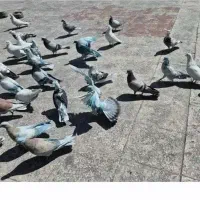 کفتر باخت رفته