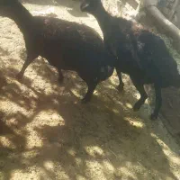 میش تانک افشاری