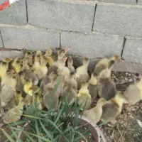 جوجه غاز