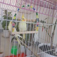 عروس هلندی ماده|پرنده|اهواز, کیانشهر|دیوار