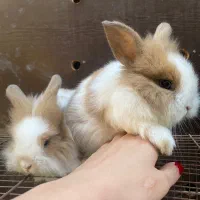 بچه خرگوش لوپ