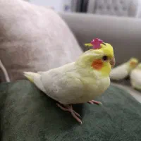 عروس هلندی|پرنده|کرمانشاه, |دیوار