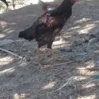 خروس ومرغ لاری|حیوانات مزرعه|ماهدشت, |دیوار