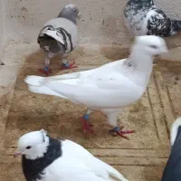 گم شده|حیوانات|کاشمر, |دیوار