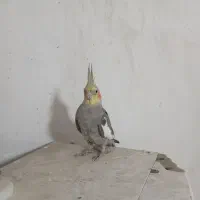 عروس پاریس|پرنده|اهواز, زیتون کارگری|دیوار