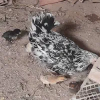 مرغ‌ با جوجه