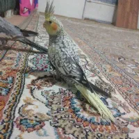 جوجه عروس هلندی