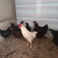 مرغ|حیوانات مزرعه|نورآباد, |دیوار