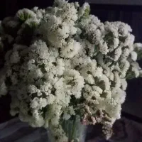 یک قطعه طلا پیداشده