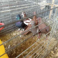 کبوتر رنگی|پرنده|حمیدیا, |دیوار